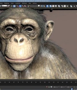 Monkeys Yapım Aşaması