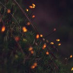 Bıolumınescent Forest