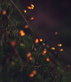 Bıolumınescent Forest