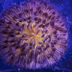 MEANWHILE (BU ARADA) –  SANDRO BOCCI